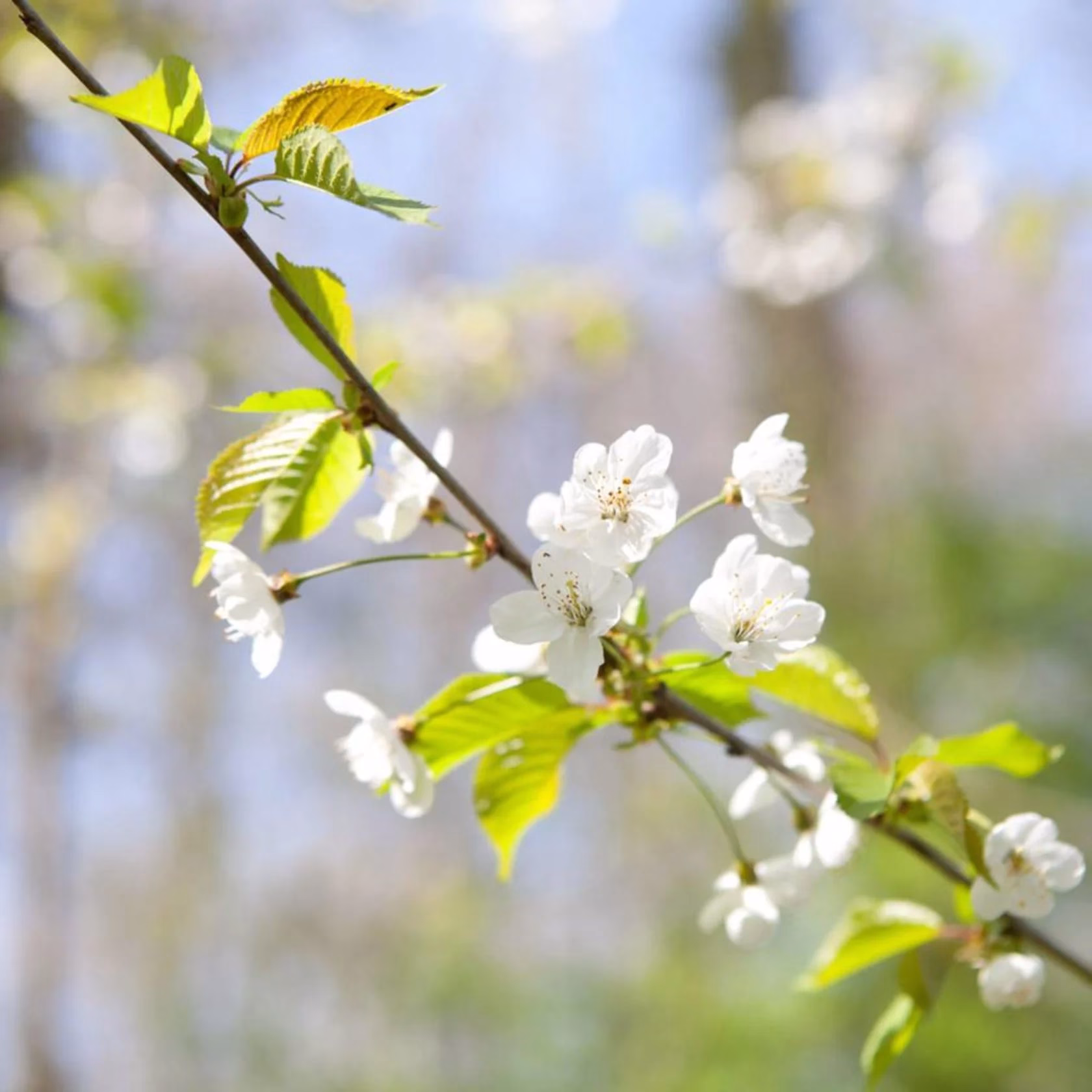 De Bloesemzeep is een zachte, friszoete zeep met lekker licht schuim en een echte bloesemgeur die niet te scherp is | Perfect als je houdt van bloemengeur!